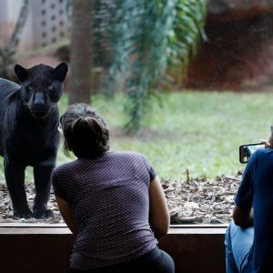 Ingresso: Itaipu Refúgio Biológico
