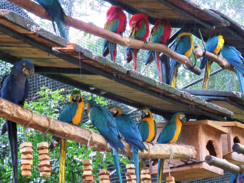 Ingresso: Parque das Aves - Imagem 2