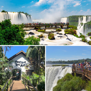 Transporte In e Out + Cataratas Brasileiras + Parque das Aves + Cataratas Argentinas (sem ingressos)