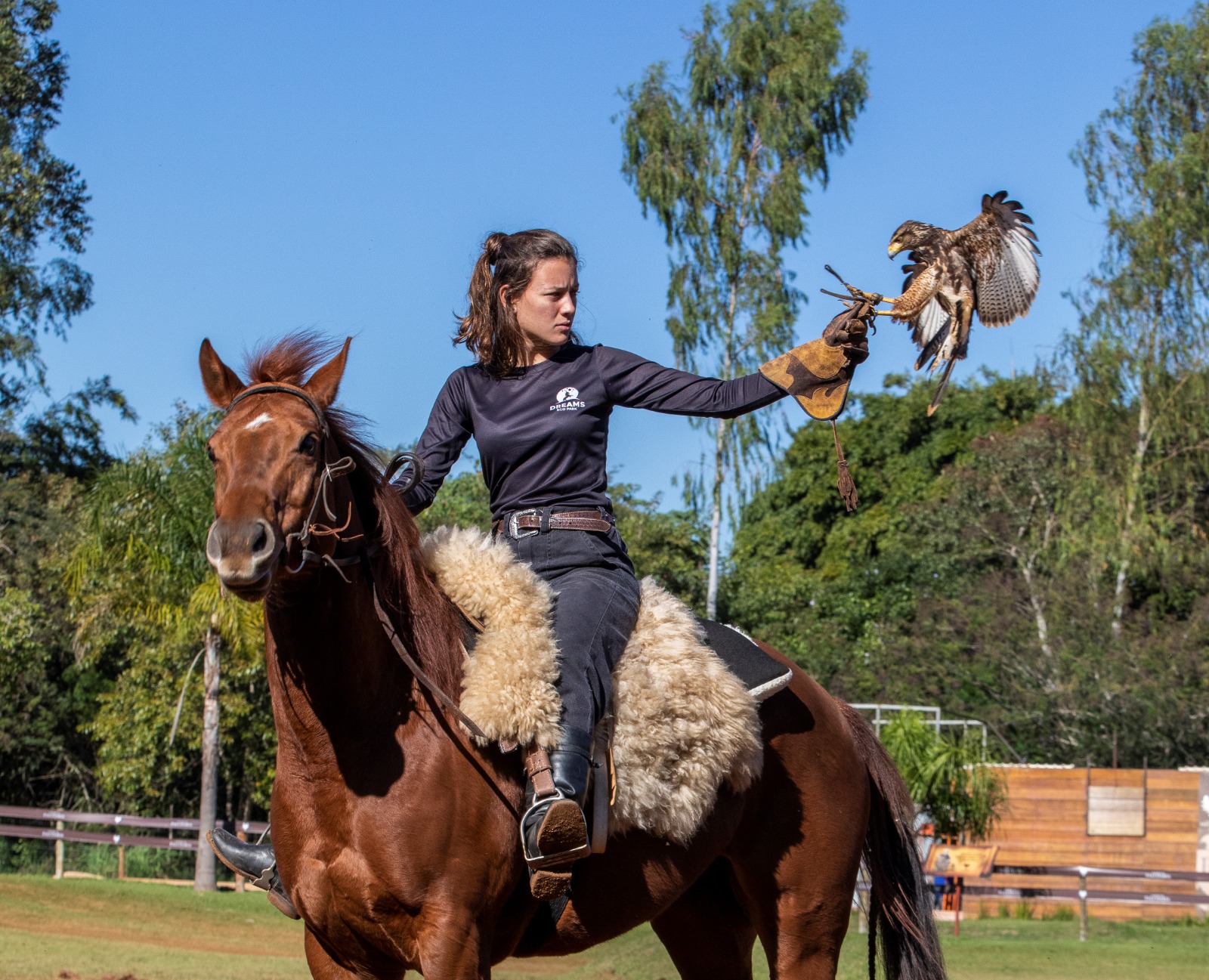 Ingresso – Eco Park / Falcoaria Mautone + apresentação dos voos - Imagem 5