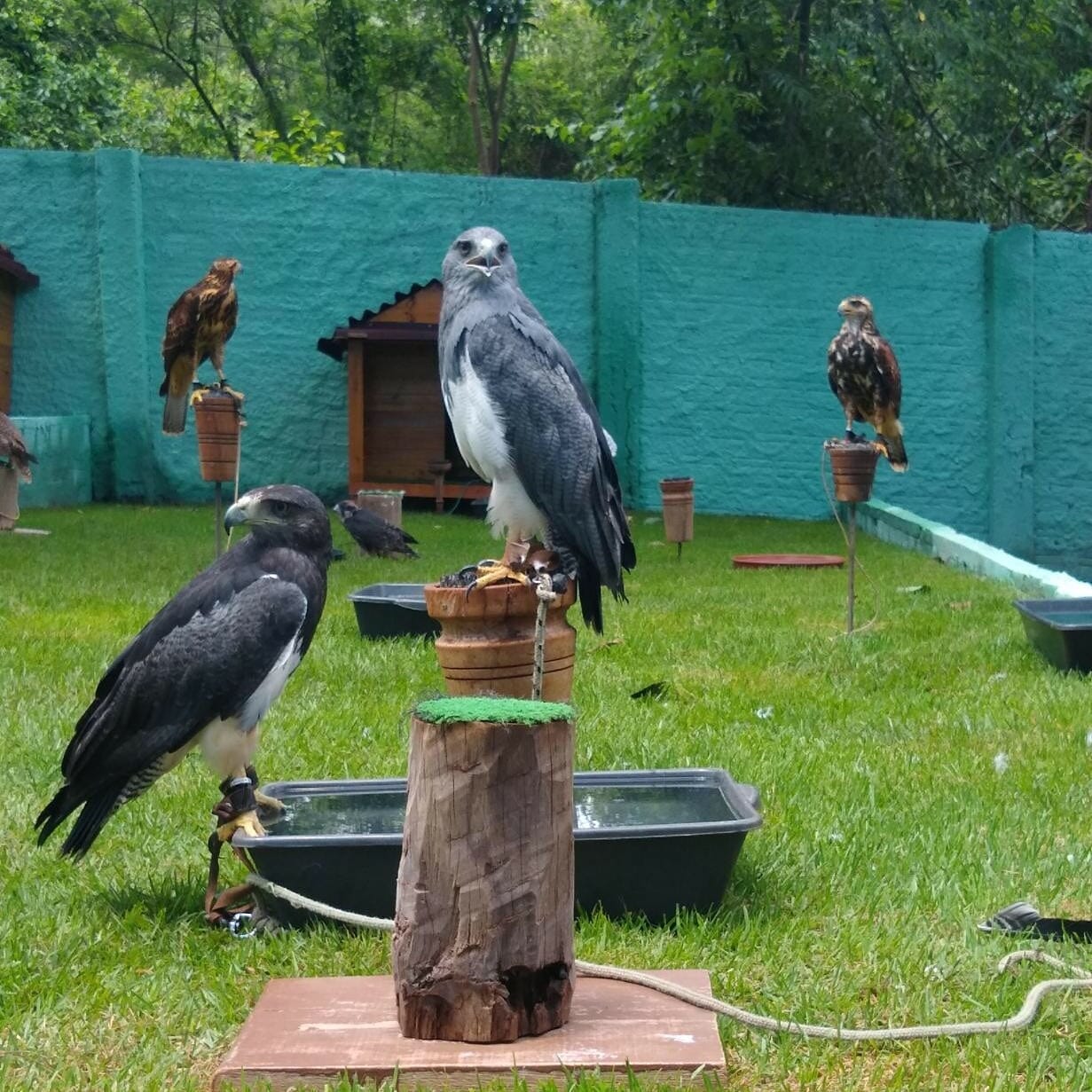 Ingresso – Eco Park / Falcoaria Mautone + apresentação dos voos - Imagem 3