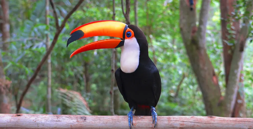 Transporte Cataratas Brasileiras + Parque das Aves + Visita Panorâmica de Itaipu - Imagem 3