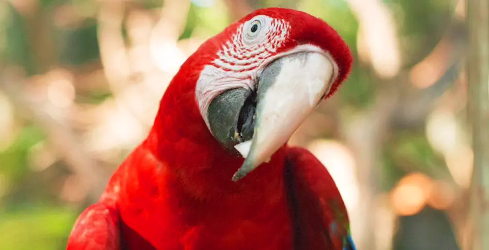 Transporte Cataratas Brasileiras + Parque das Aves + Cataratas Argentinas - Imagem 7