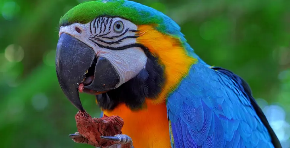 Transporte Cataratas Brasileiras + Parque das Aves + Cataratas Argentinas - Imagem 6